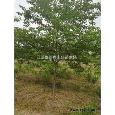 木荷杯苗 木荷容器袋苗 木荷杯苗價格-江西宜春報價賣多少錢