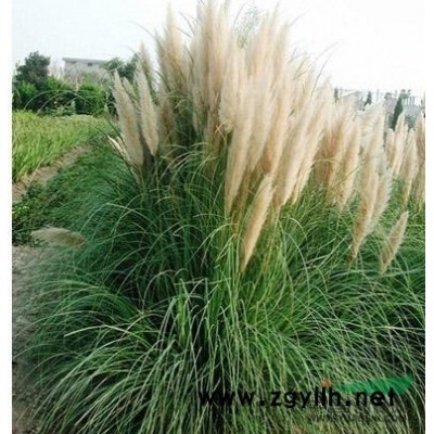 屋頂綠化佛甲草宿根多年生草皮容器盆栽中華景天藍(lán)色金色佛甲草苗