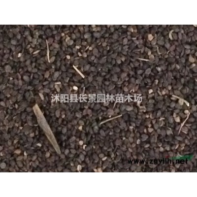 紫葉草種苗批發價格？