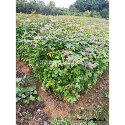 8-12公分修剪竹柏樹、精品竹柏價格、江西宜春竹柏價格