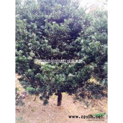 大量供應湖南紅花繼木/紅花繼木價格/造型紅花繼木/紅花繼木球