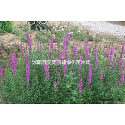 供應(yīng)金銀木_叢生金銀木_獨(dú)桿金銀木