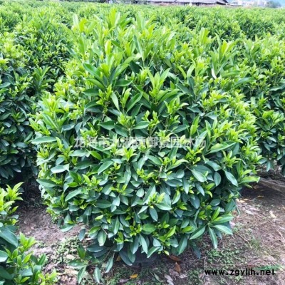 14米華棕價格 15米華棕價格 16米華棕價格