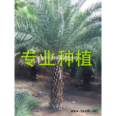 蘇鐵價格 鐵樹報價 蘇鐵供應 鐵樹基地 蘇鐵產地