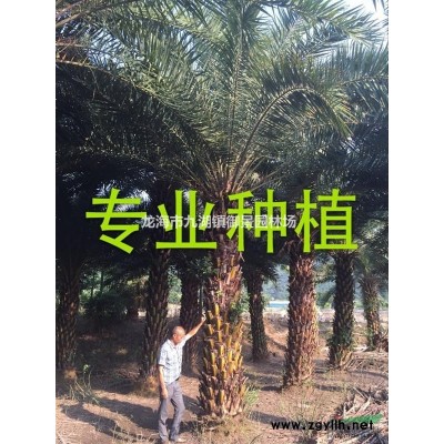 黃花風鈴木圖片  多花風鈴木批發 多花風鈴木基地