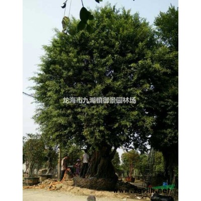 福建大王椰子價格 福建大王棕批發 福建大王椰子基地