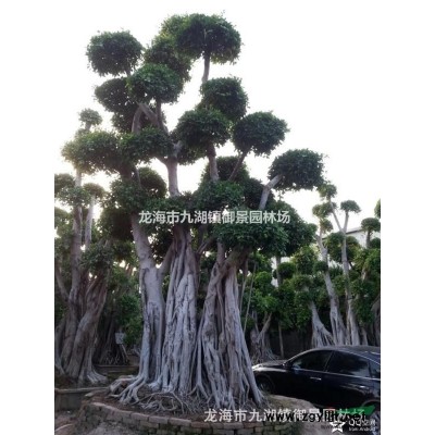 加拿利海棗價格 加拿利海棗基地 加拿利海棗產地加拿利海棗商家