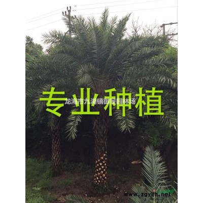 老人葵圖片  老人葵價(jià)格  老人葵報(bào)價(jià)