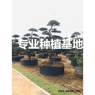 福建變葉木價格 漳州變葉木種植基地 變葉木批發 變葉木供應