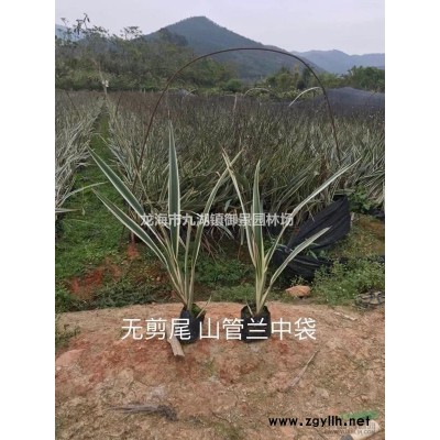 福建多頭鐵樹價格 福建多頭蘇鐵報價 福建多頭鐵樹盆景批發