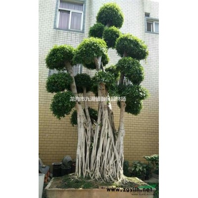 15公分藍花楹價格 15公分藍花楹市場價格 15公分藍花楹基