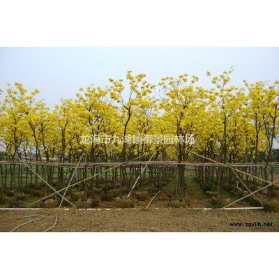 福建黃花風鈴木價格  福建黃花風鈴木報價 福建黃花風鈴木行情