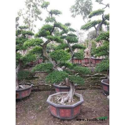 福建大型榕樹樁頭報價 福建榕樹樁景價格