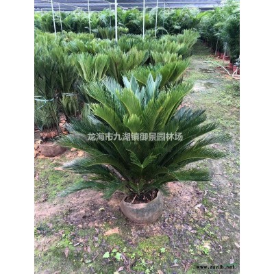 福建紫薇樹價(jià)格 福建紫薇樹報(bào)價(jià)