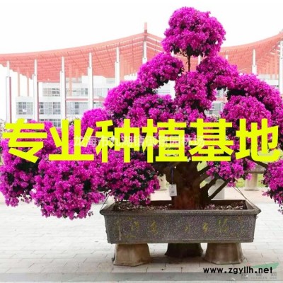 福建加拿利海棗價(jià)格 福建加拿利海棗報(bào)價(jià) 福建加拿利海棗行情