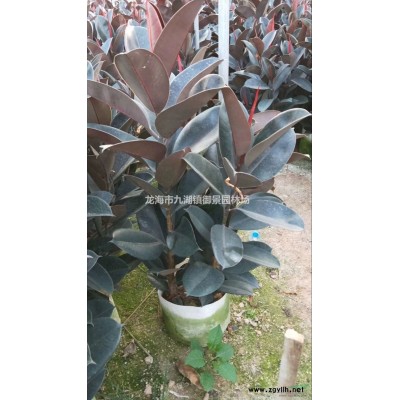 20公分小葉榕價格 25公分小葉榕價格 30公分小葉榕價格