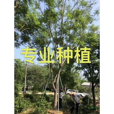 2米造型三角梅樹樁價格 3米造型三角梅樹樁價格