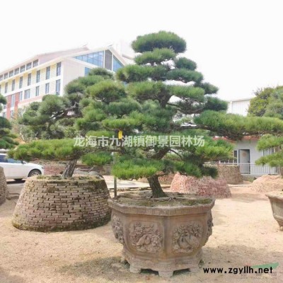 2米華棕價格 3米華棕價格 4米華棕價格