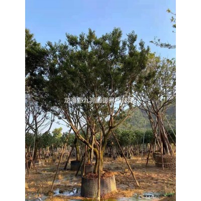 桿高1米布迪椰子價格 2米布迪椰子價格 3米布迪椰子價格