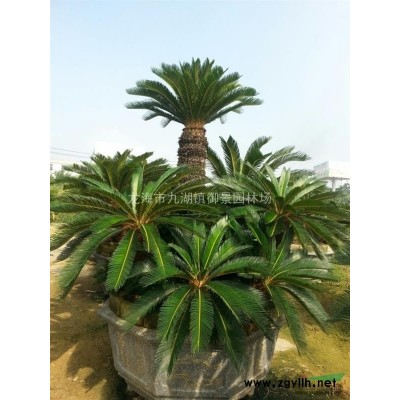 1米加拿利海棗價格 1.5米加拿利海棗價格 2米加拿利海棗價