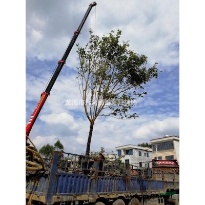 福建狐貍椰子批發 狐貍尾椰子供應 狐尾椰子行情 狐尾椰基地