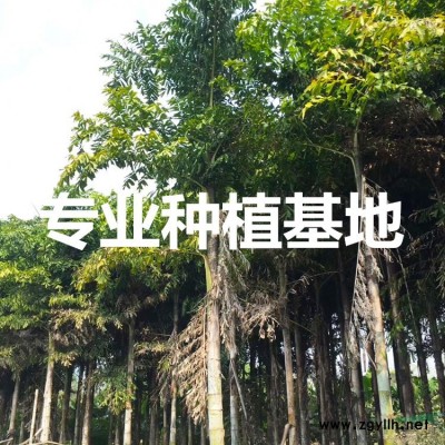 福建小葉欖仁價格 福建鳳凰木批發 福建美麗異木棉報價