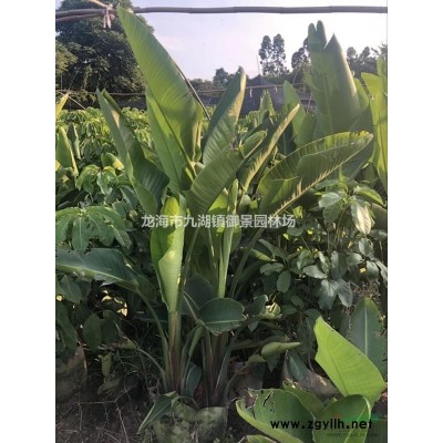 福建蒲葵價格 蒲葵基地 蒲葵供應 高桿蒲葵