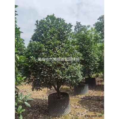 華盛頓葵圖片 華盛頓葵報(bào)價(jià) 華盛頓葵基地