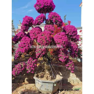 銀海棗價格，3米、3.5米、4米、4.5米價格各是多少錢？