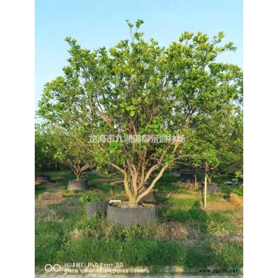 福建造型紅花繼木古樁價(jià)格  福建造型紅花繼木盆景報(bào)價(jià)