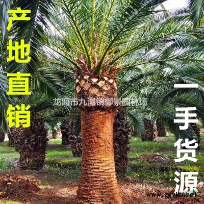 福建鐵樹 多頭鐵樹 多頭蘇鐵 高桿蘇鐵