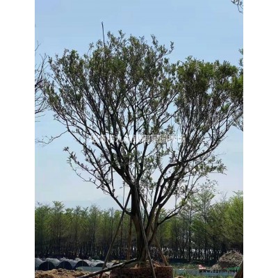 35公分三角梅價格 40公分三角梅價格 50公分三角梅價格