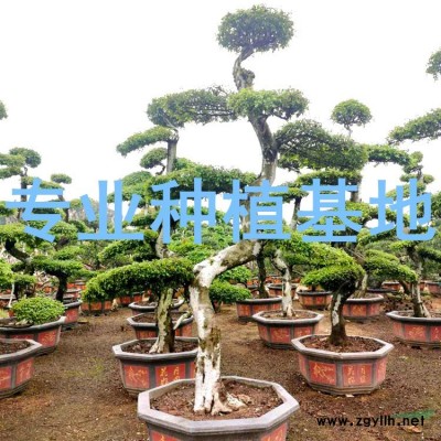 65公分小葉榕價格 70公分小葉榕價格 80公分小葉榕價格