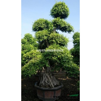 1米同安紅三角梅價格 2米同安紅三角梅價格