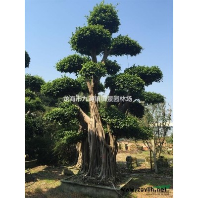 3.5米椰子樹價格 4米椰子樹價格 4.5米椰子樹價格