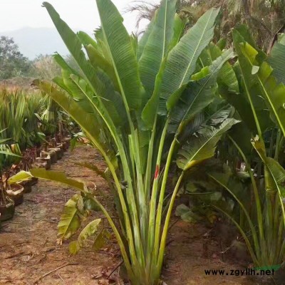 福建哪里有三角梅 福建三角梅哪里比較多 福建三角梅哪里便宜