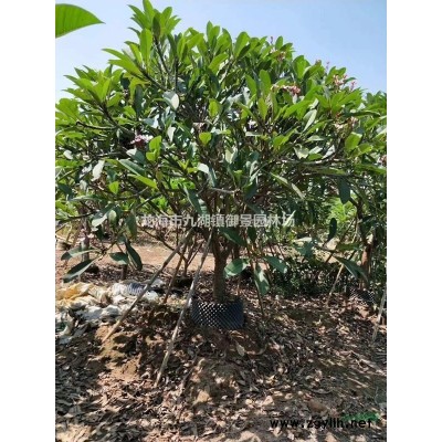 三角梅盆景圖片 三角梅怎么種植