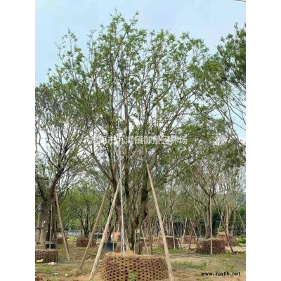 福建雞蛋花價格 雞蛋花圖片 鐵紅雞蛋花批發