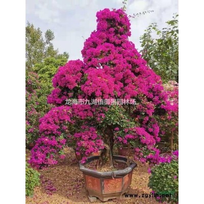 福建黃金寶樹價格 漳州黃金香柳批發 千層金黃千層種植基地