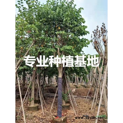 福建棕竹批發 福建棕竹種植基地 福建棕竹供應
