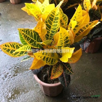 藍花楹20公分價格 藍花楹20公分報價 藍花楹20公分批發