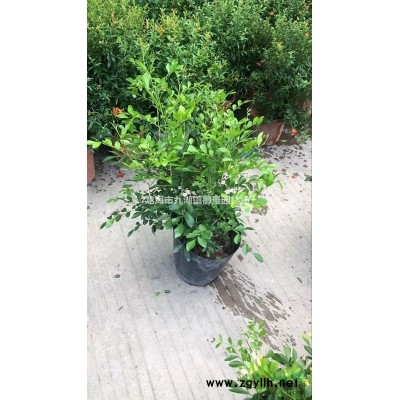 胡椒木批發 胡椒木報價 胡椒木基地 清香木圖片