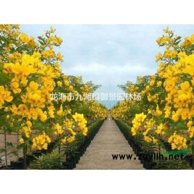 福建大葉傘價格 福建大葉傘種植基地