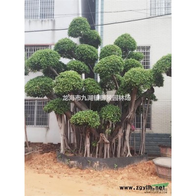 藍花楹價格 藍花楹報價