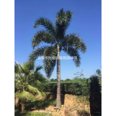 福建原葉小葉榕樁頭 吊根造型小葉榕樁頭 福建造型小葉榕盆景