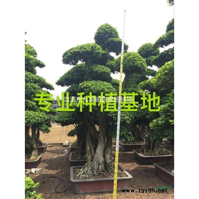 造型小葉榕樁頭 小葉榕樁頭 漳州造型榕樹(shù)樁頭