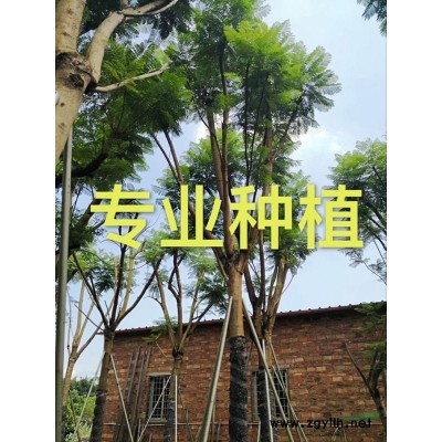 小葉榕樁頭 福建造型小葉榕樁頭 漳州小葉榕樁頭