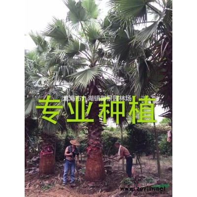 2020年中國園林網(wǎng)—銀海棗報價！！！