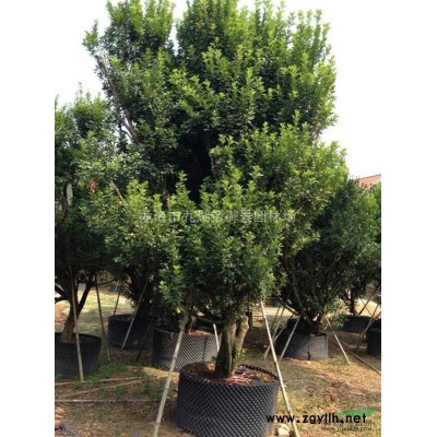 銀海棗哪里多？ 銀海棗原產(chǎn)地？ 銀海棗哪里便宜？