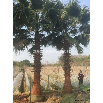 5米銀海棗樹價格 6米銀海棗樹價格 7米銀海棗樹價格